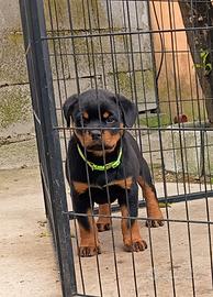 Rottweiler pedigree