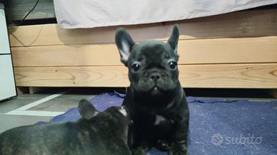 Ultimi due Cuccioli di Bulldog francese