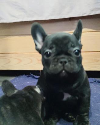 Ultimi due Cuccioli di Bulldog francese