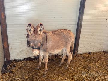 Asinello nano bravo con i bambini