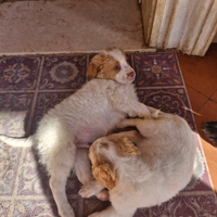Ultimi cuccioli lagotto romagnolo-jack russel