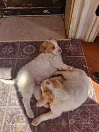 Ultimi cuccioli lagotto romagnolo-jack russel
