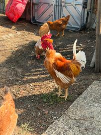 Gallo collo pelato nostrano