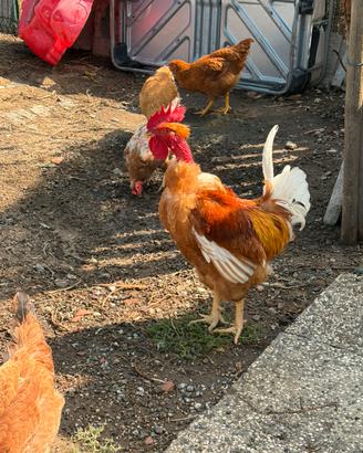 Gallo collo pelato nostrano