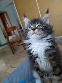 Maine coon