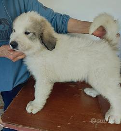 Cuccioli di cane da montagna dei Pirenei