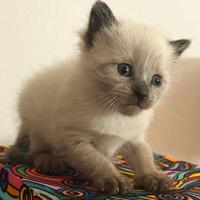 Cucciolo di siamese seal point