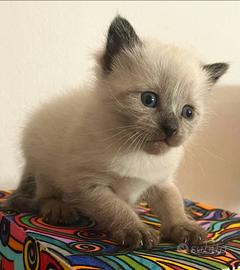 Cucciolo di siamese seal point