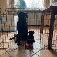 Cuccioli di Labrador