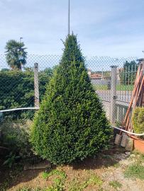 Albero