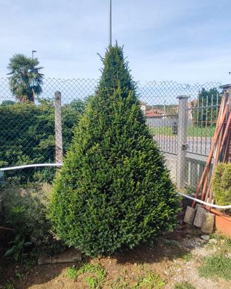 Albero