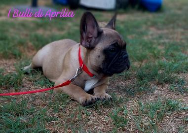 Bulldog francese