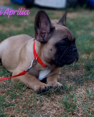 Bulldog francese