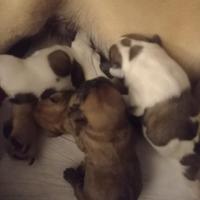 Cuccioli di Bouledogue Francese