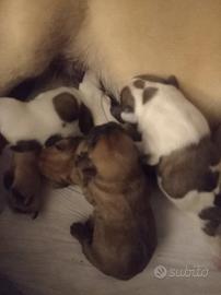 Cuccioli di Bouledogue Francese