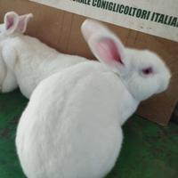 Conigli di Nuova Zelanda