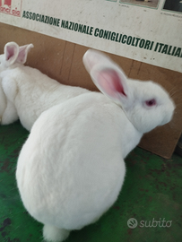 Conigli di Nuova Zelanda