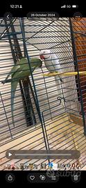 Cuccioli pappagalli