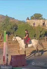 Bel Castrone AA 8 ANNI