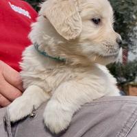 Cuccioli di Golden Retriever