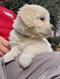 Cuccioli di Golden Retriever