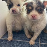 Incroci taglia piccola