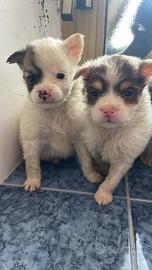 Incroci taglia piccola