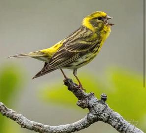 Verzellini e fanelli