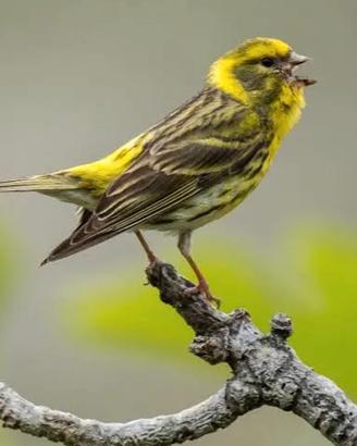 Verzellini e fanelli