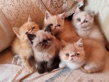 Persiani Exotic Shorthair