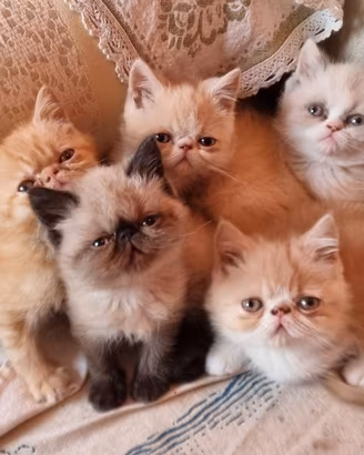 Persiani Exotic Shorthair