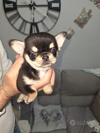 Chihuahua maschietto PC Pedigree enci