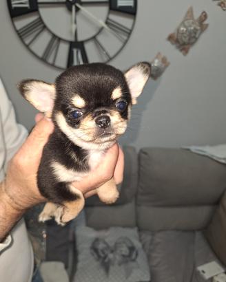 Chihuahua maschietto PC Pedigree enci