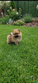 Spitz di Pomerania