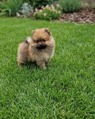 Spitz di Pomerania