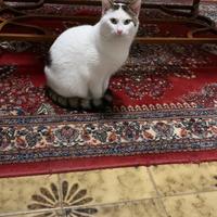 Gatto bianco