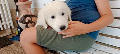 Cucciolo di Pastore Maremmano Abruzzese 