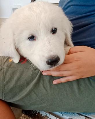 Cucciolo di Pastore Maremmano Abruzzese 
