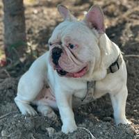Bulldog Francese esotico