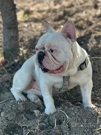 Bulldog Francese esotico