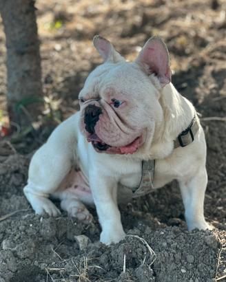 Bulldog Francese esotico