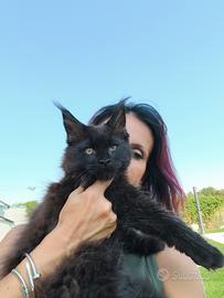 cuccioli di Maine Coon