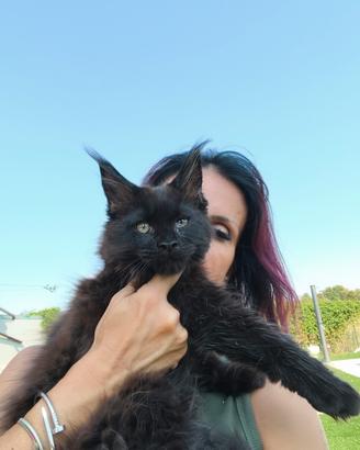 cuccioli di Maine Coon