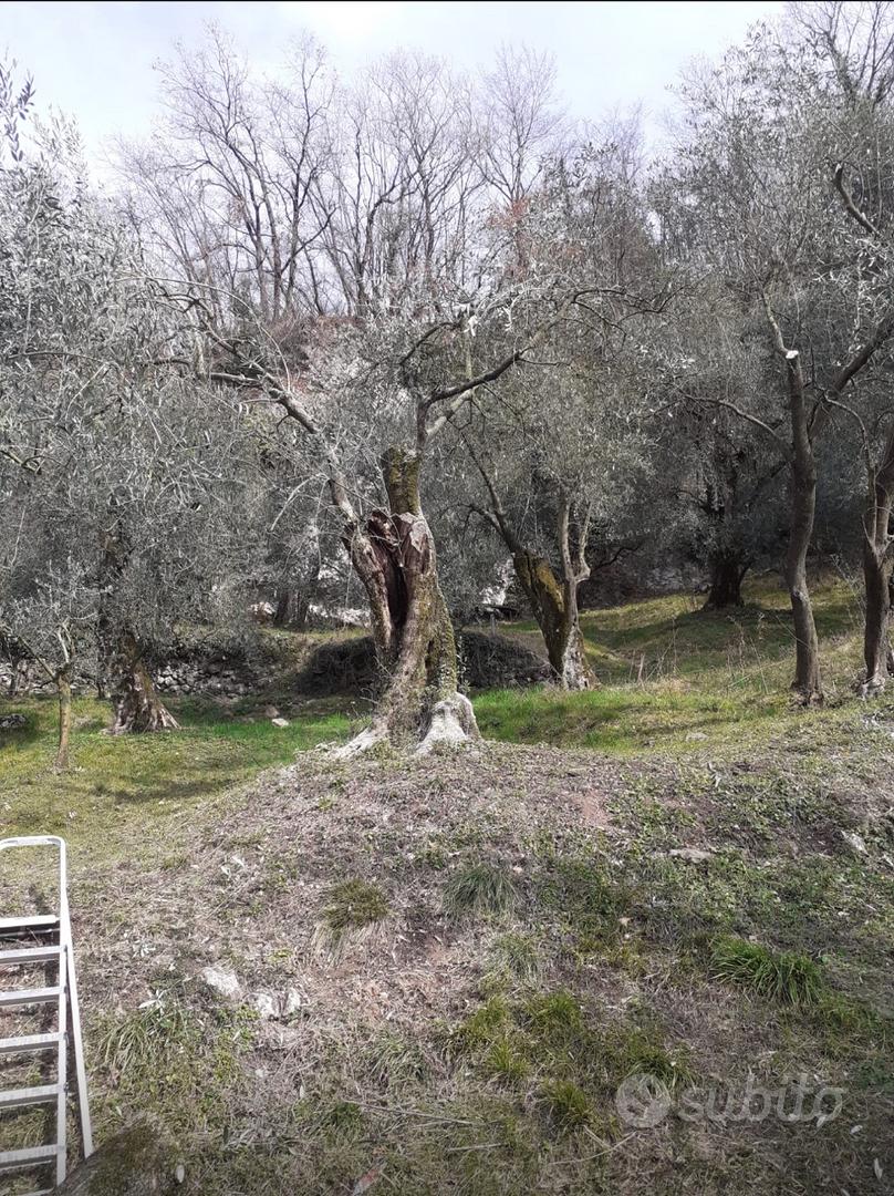 Uliveto - Vista 4
