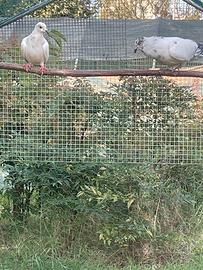 Coppia di colombi