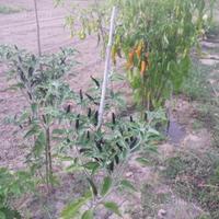 Peperoncini Viagra Cileno (frutti e semi)