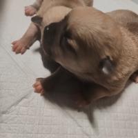 Cucciolo di Chihuahua