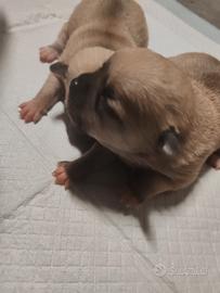 Cucciolo di Chihuahua