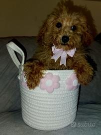 Barboncina piccola toy fulva