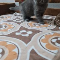 Cucciolo Scottish Fold Blue (Maschio)